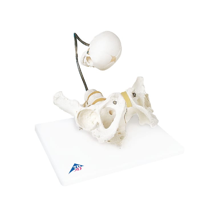 3B Scientific® Childbirth Demonstration Pelvis