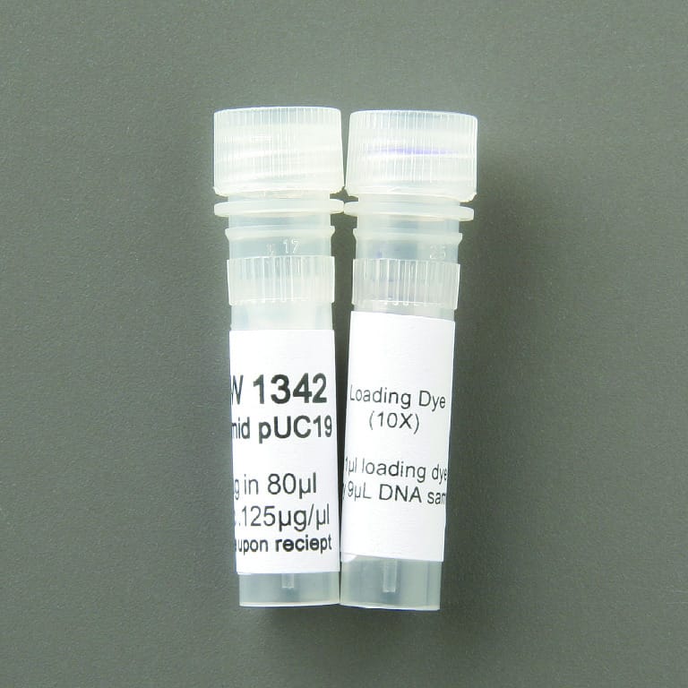 Ward's® Plasmid DNA for Transformations