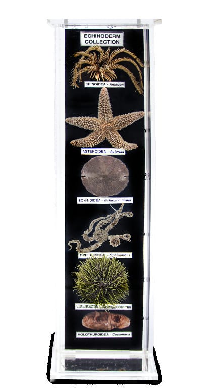 Ward's® Echinoderm Collection Museum Mount