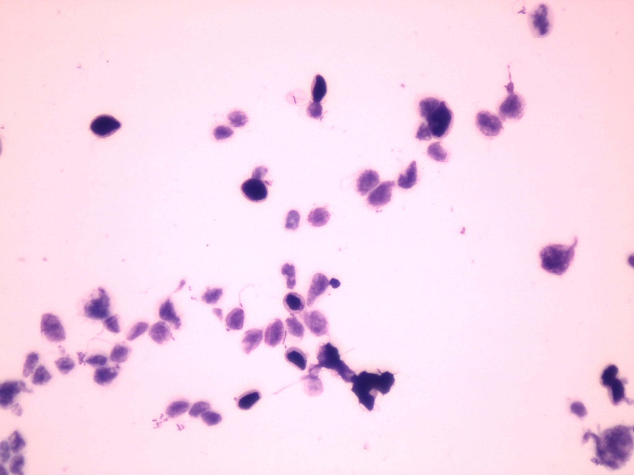 Giardia lamblia Cysts Slide