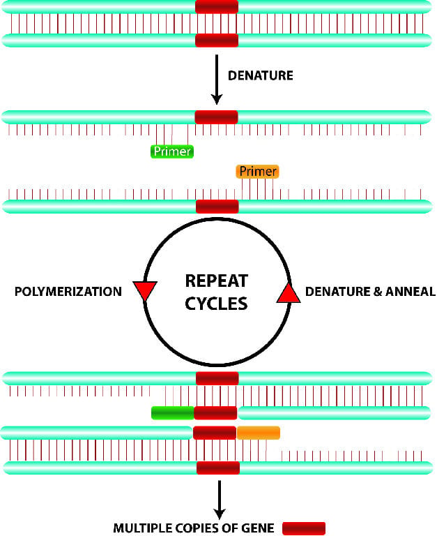 Polymerase Chain Reaction Activity Kit