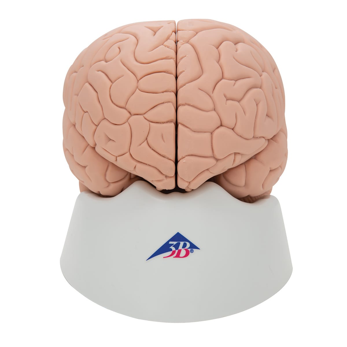 3B Scientific® Basic Brain Model