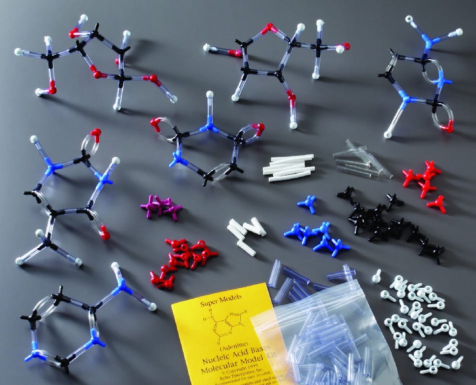 Nucleotides SuperModel Kit