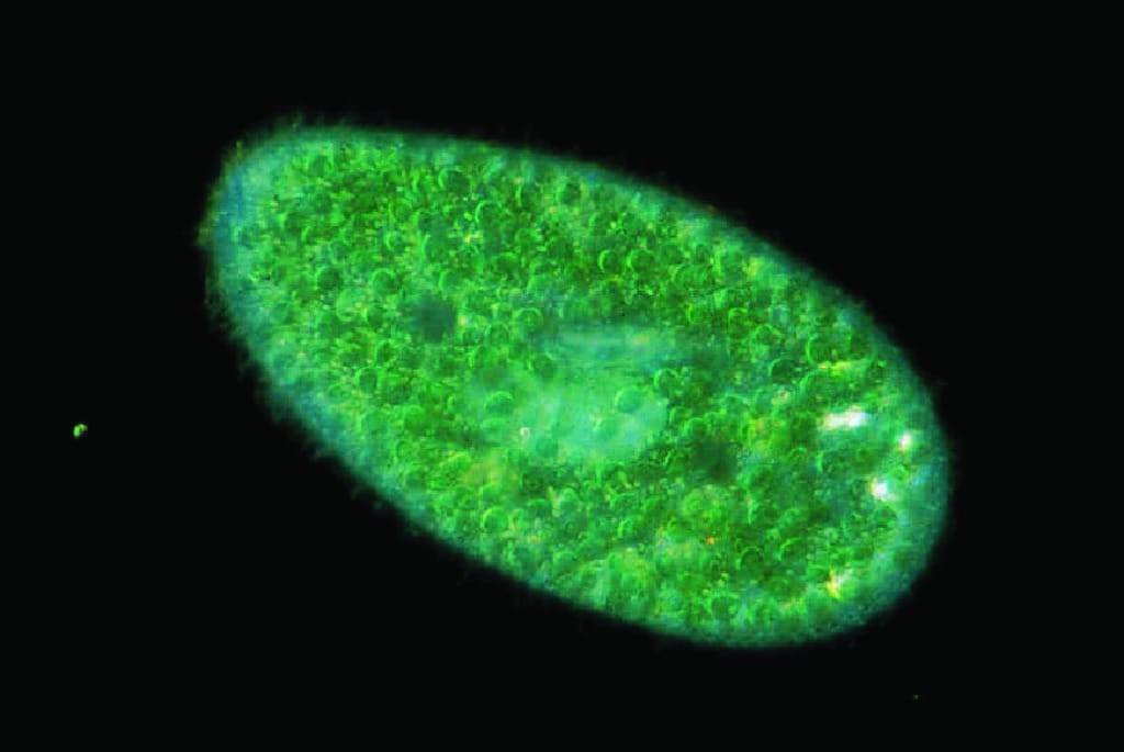 Live Paramecium bursaria