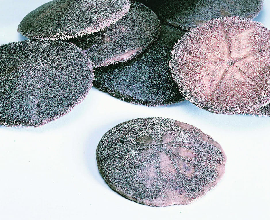 Sand Dollar