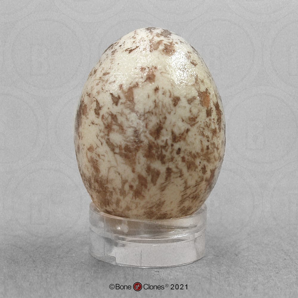 Bone Clones® North American Bird Eggs