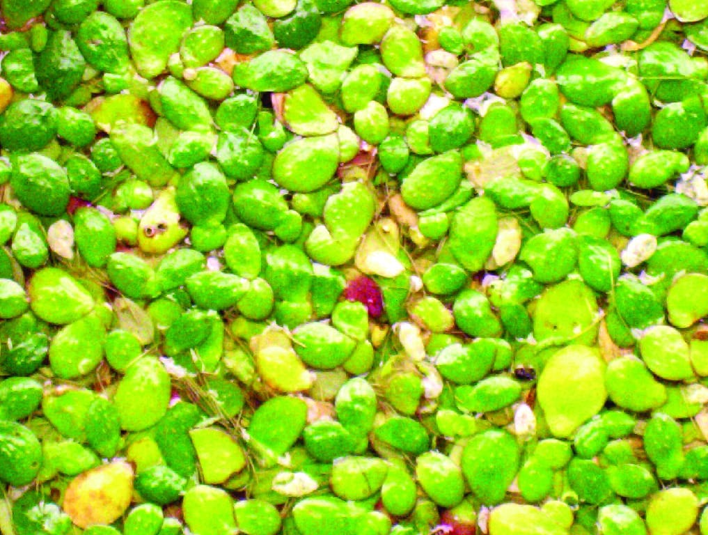 Ward's® Live Duckweed (Lemma minor)