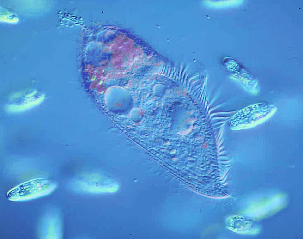 Ward's® Live Blepharisma Culture