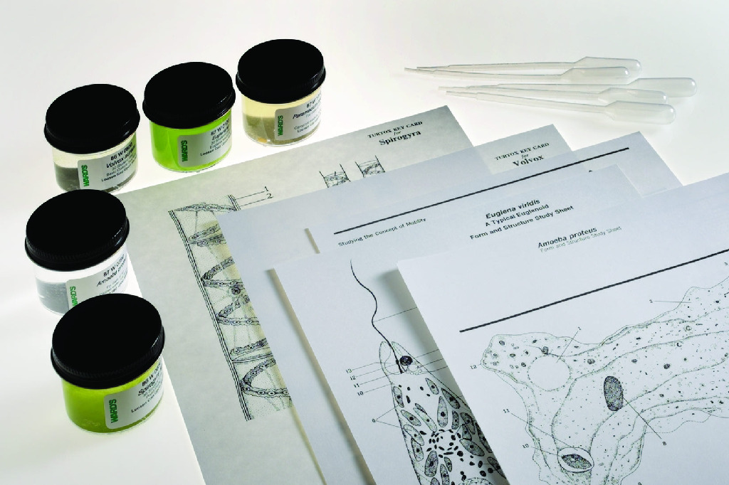 Ward's® Protist Form and Structure Set