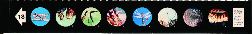 Insect Parts Microslide