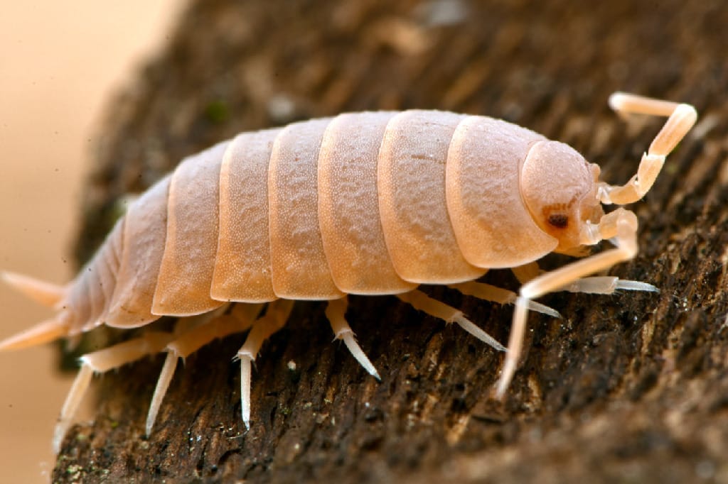 ReptiFauna Isopods