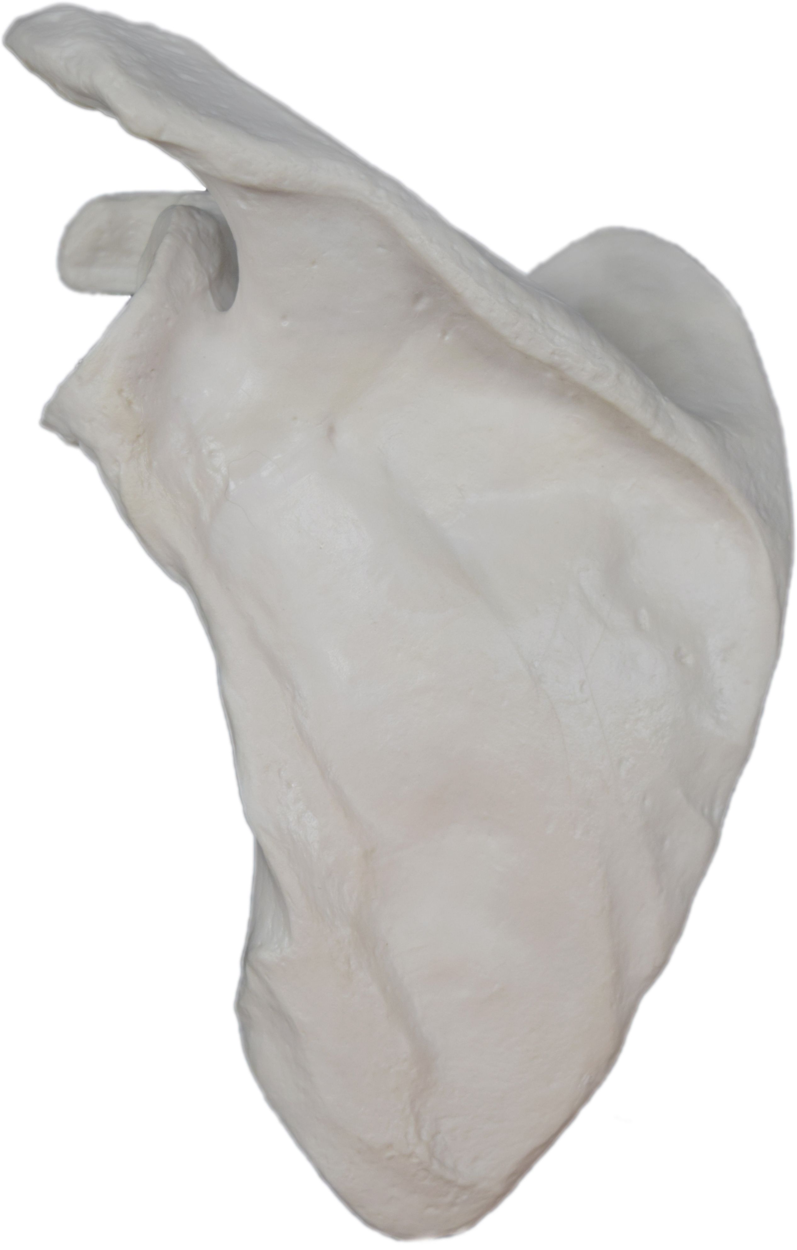 Eisco® Individual Bones