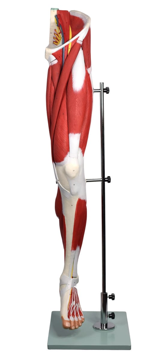 Eisco® Human Leg Musculature Model, 9 Parts