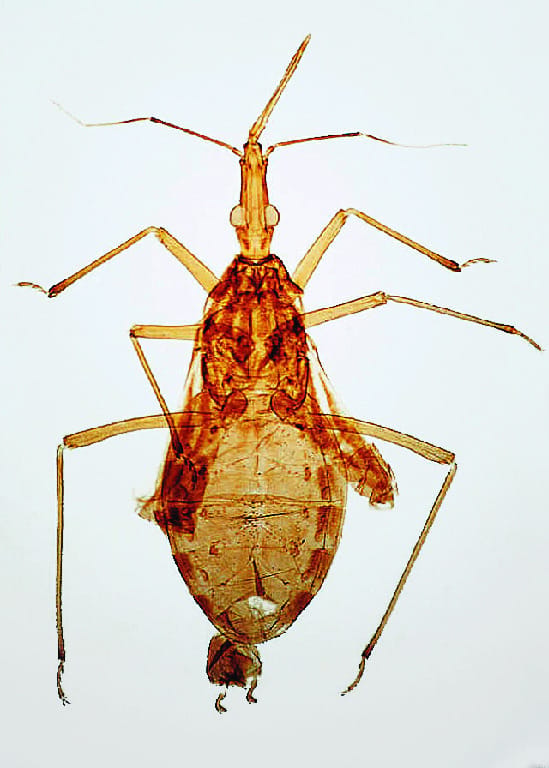 Rhodnius prolixus, Adult Slide