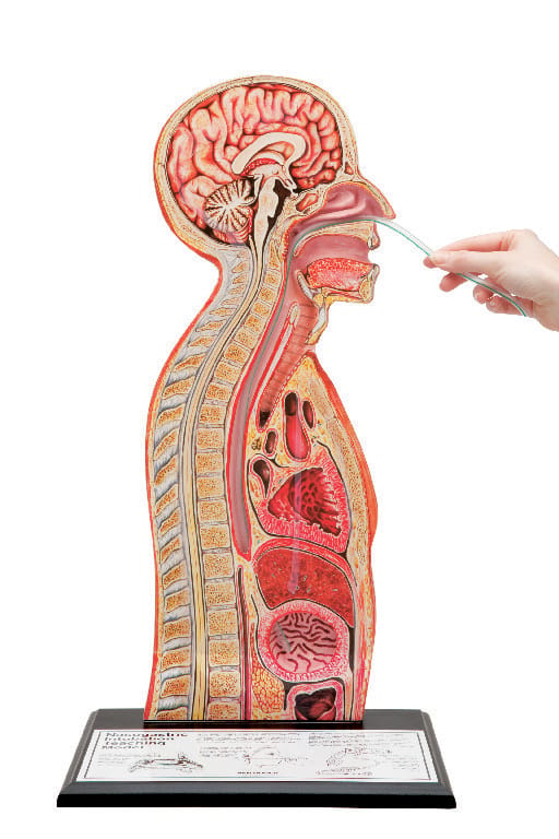 Nasogastric Intubation Model