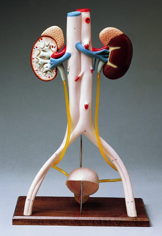 Denoyer-Geppert® Urinary System Models