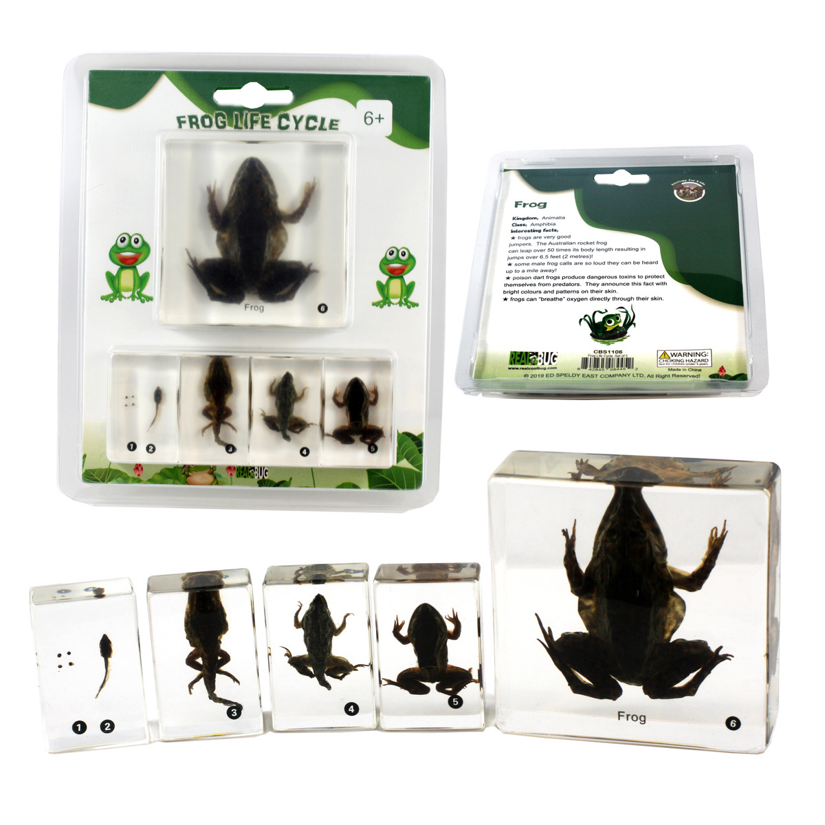 Frog Life Cycle Plastomount Set of 5