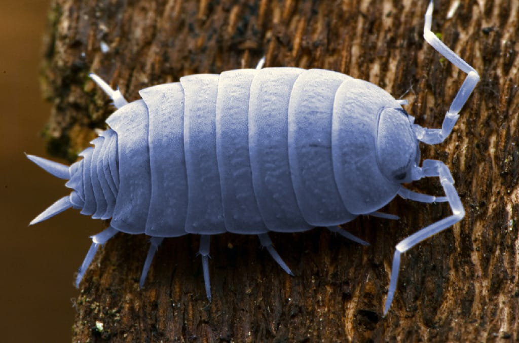 ReptiFauna Isopods