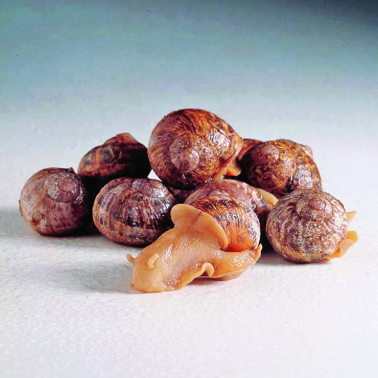 Preserved Land Snail