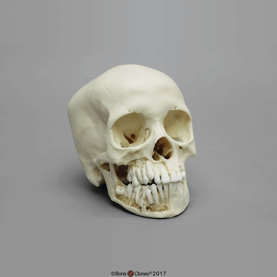 BoneClones® Juvenile Human Skulls