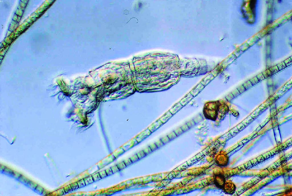 Ward's® Philodina