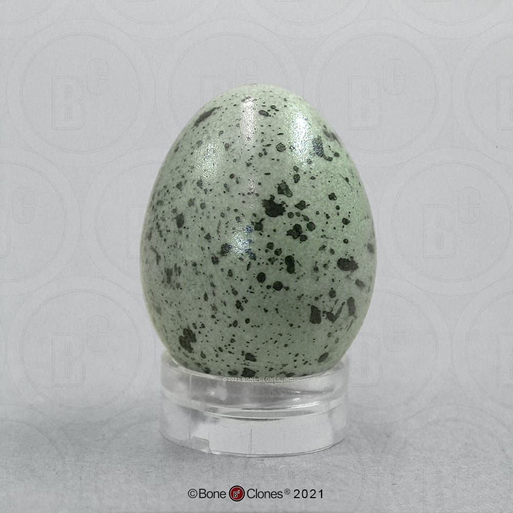 Bone Clones® North American Bird Eggs