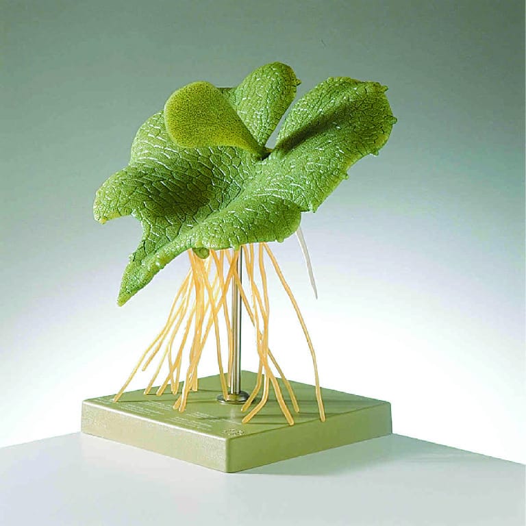 Somso® Fern Prothallium Model