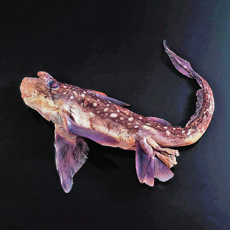 Ratfish