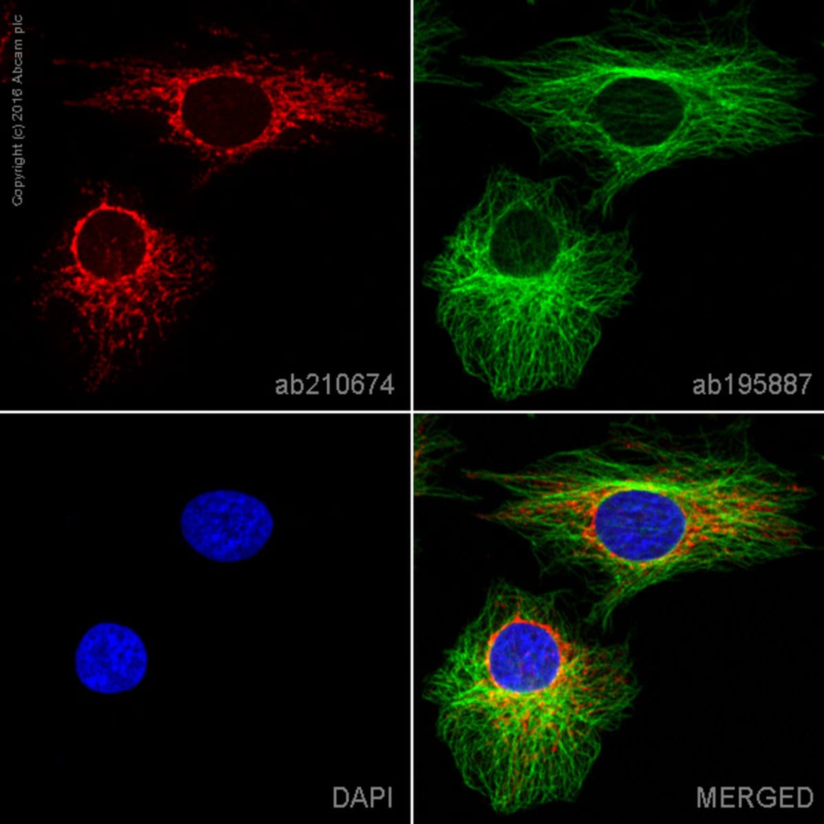 Anti-COX IV Rabbit Monoclonal Antibody [clone: EPR9442(ABC)] (Alexa ...