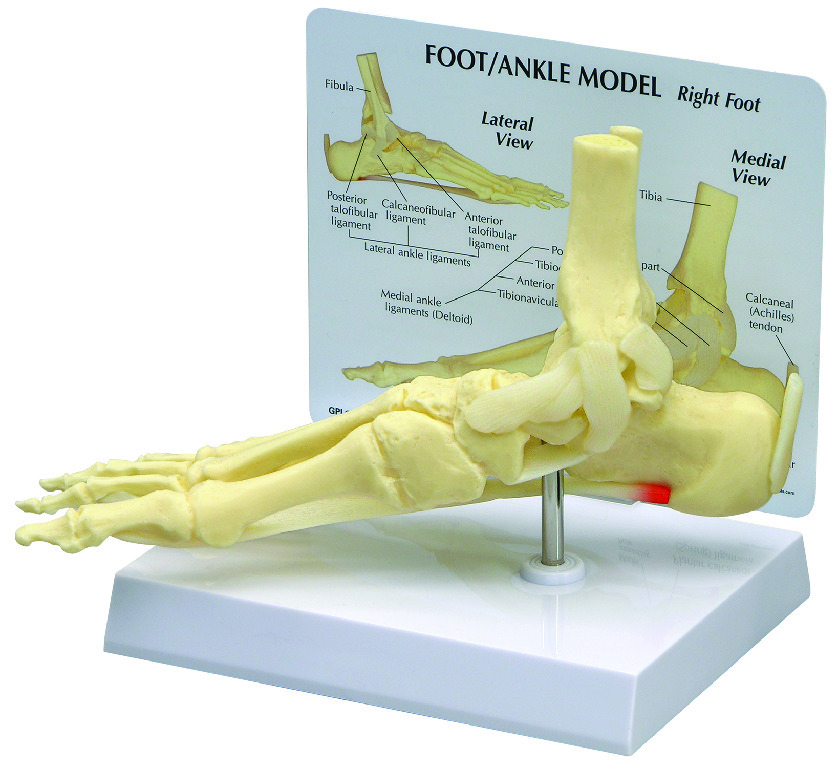 GPI Anatomicals® Basic Foot-Ankle Skeleton Model