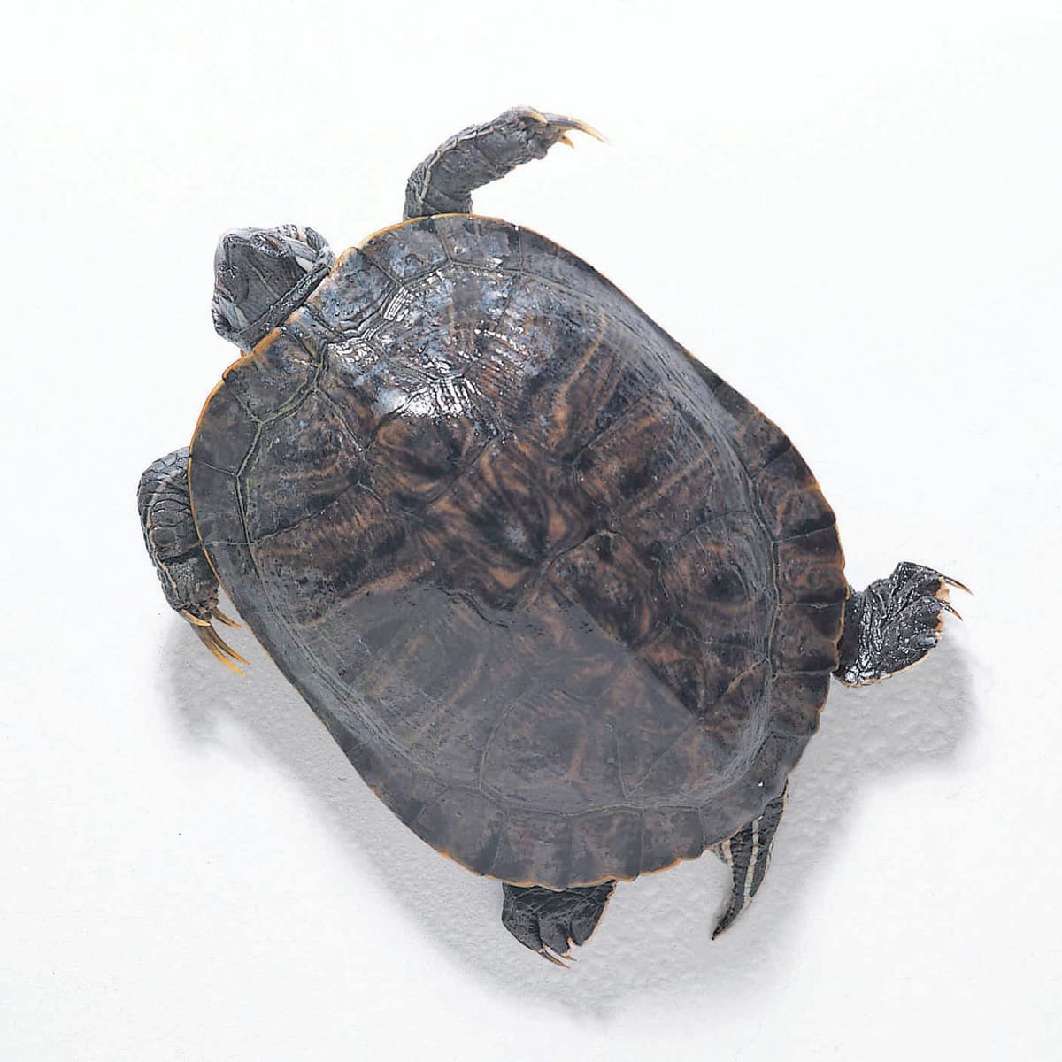 Ward's® Pure Preserved Turtles