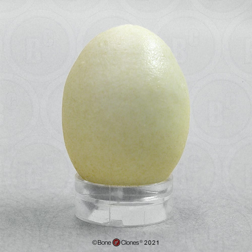 Bone Clones® North American Bird Eggs