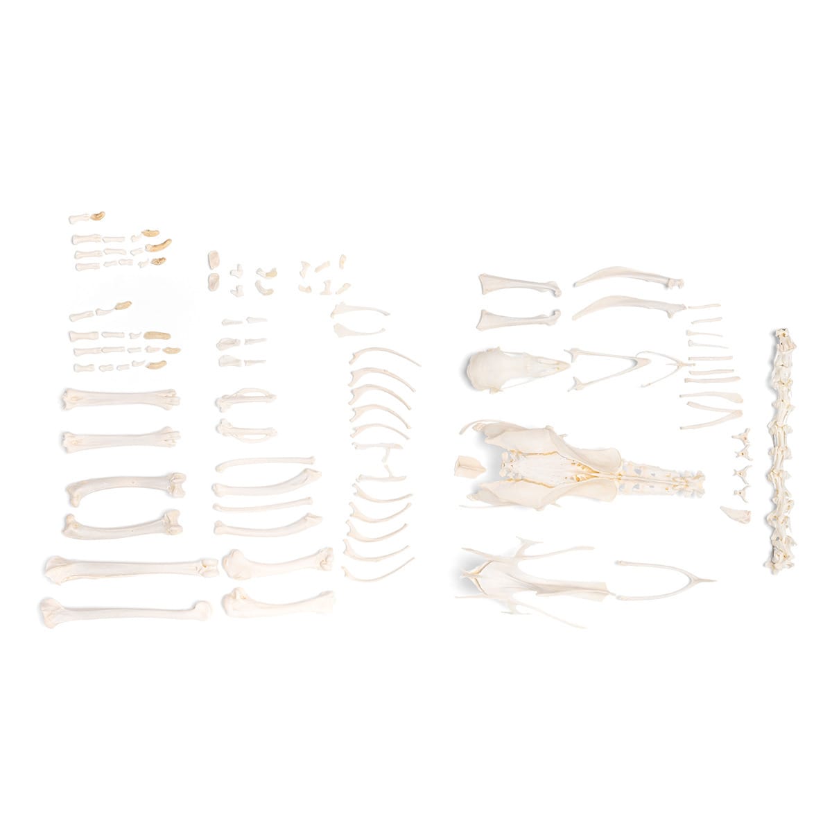 Disarticulated Chicken Skeleton