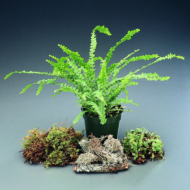 Non-Flowering Plant Set