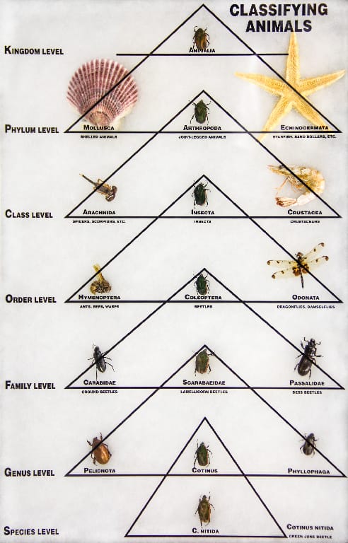 Classification of Animals Riker Mount