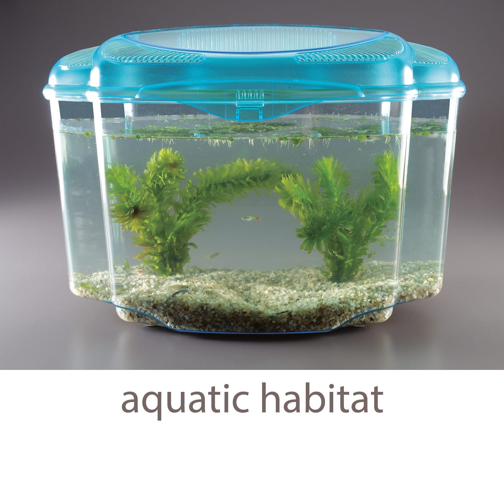 Ward's® Fish, Snail, and Plant Habitat Set