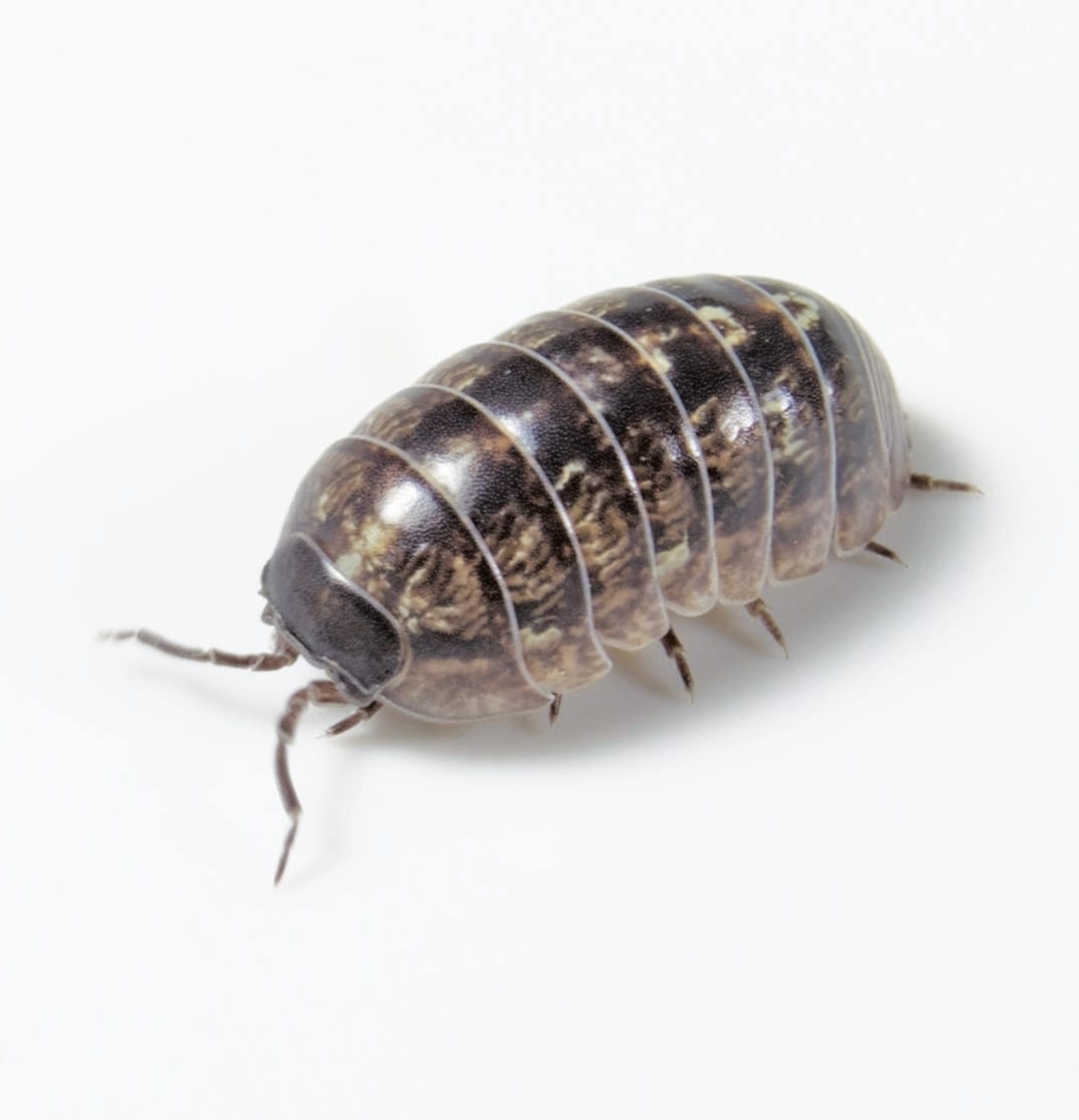 Ward's® Live Sow Bugs and Tenebrio Beetles