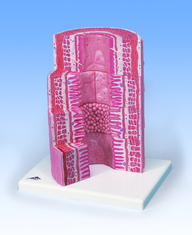 3B Scientific® MICROanatomy™ Digestive Tract