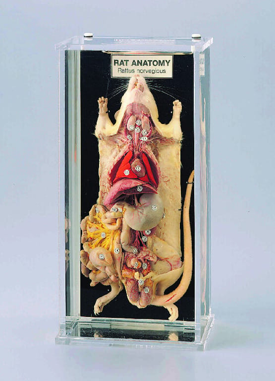 Ward's® Rat Anatomy Museum Mount