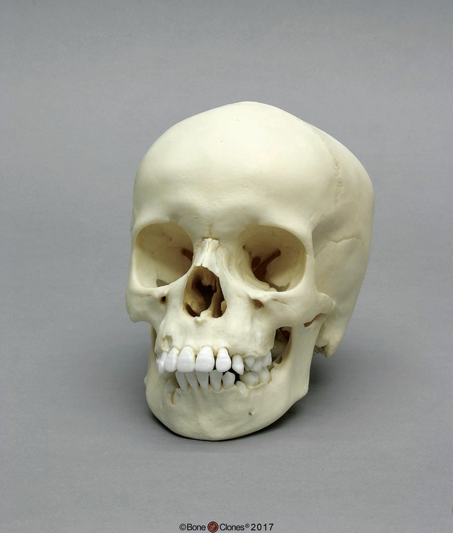 BoneClones® Juvenile Human Skulls