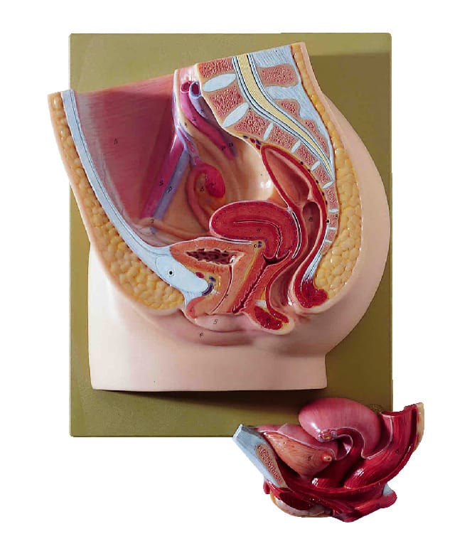 Somso® Comprehensive Female Pelvis Model
