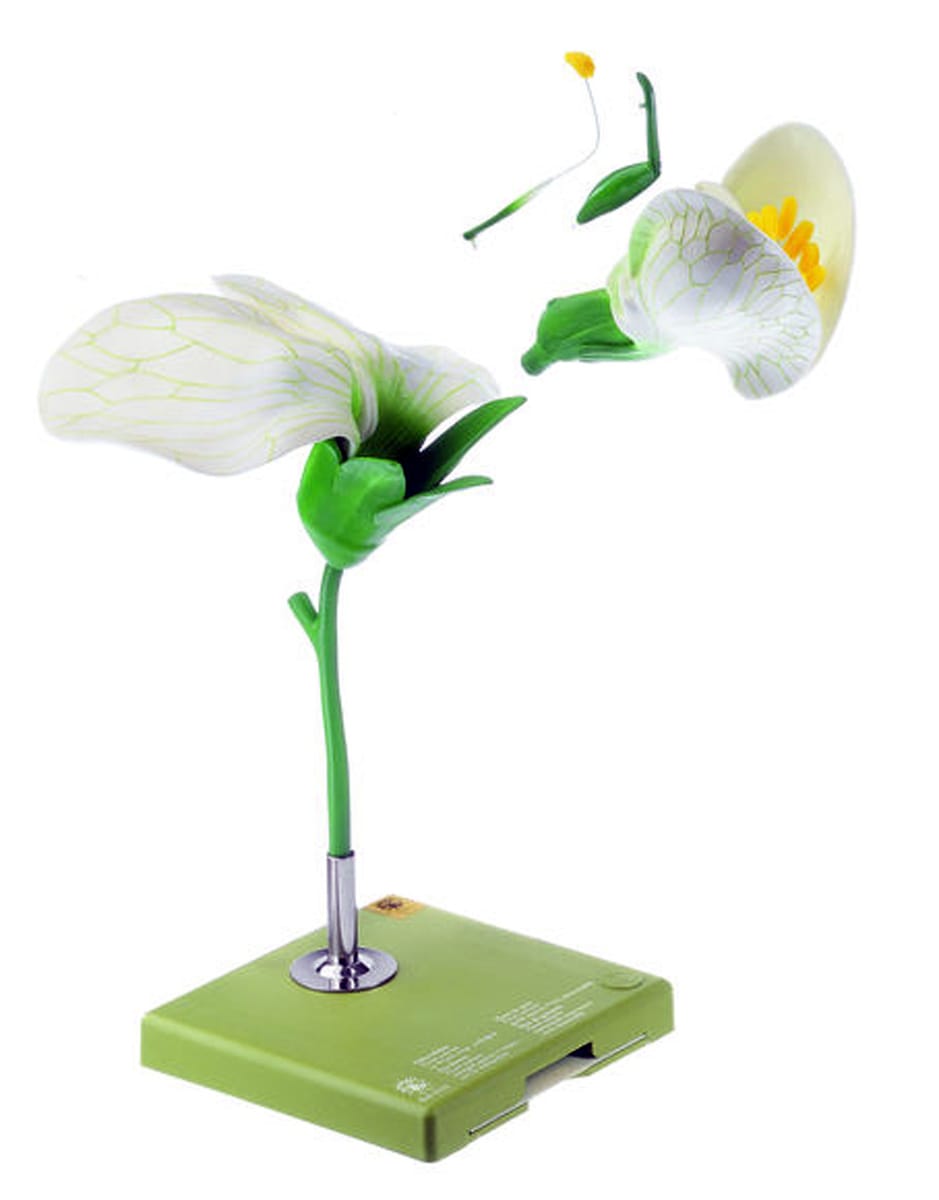 Somso® Pea Flower