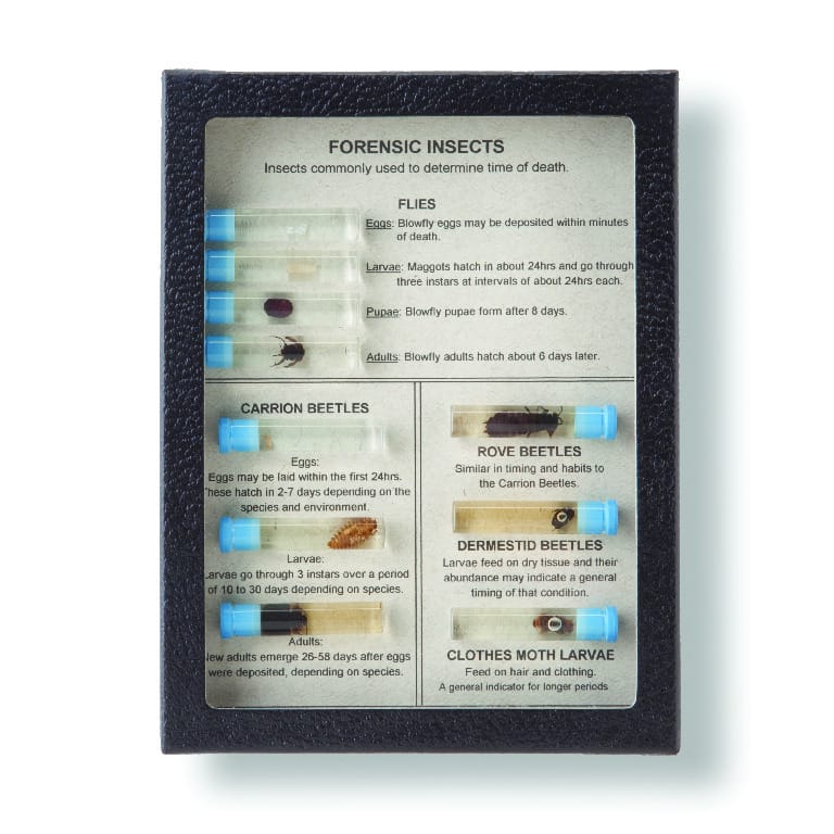 Forensic Insects Riker Mount