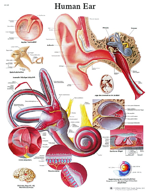 3B Scientific® Ear Chart