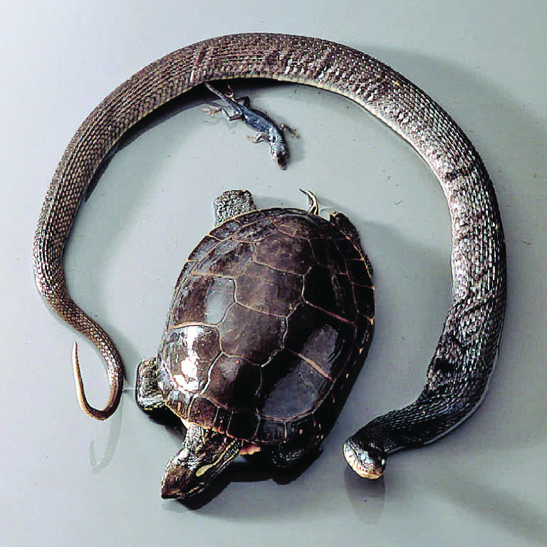 Ward's® Reptile Collection