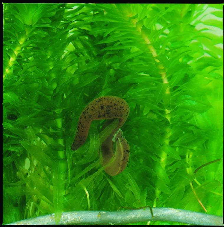 Ward's® Live Leeches