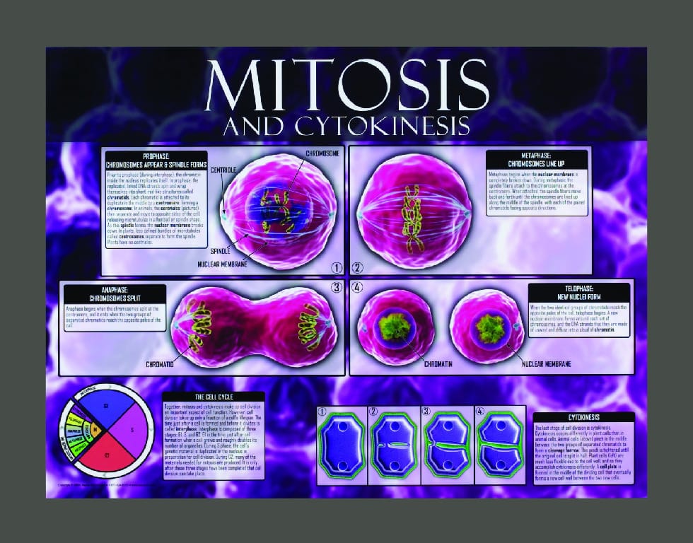 Cells: Structure, Function and Processes Posters