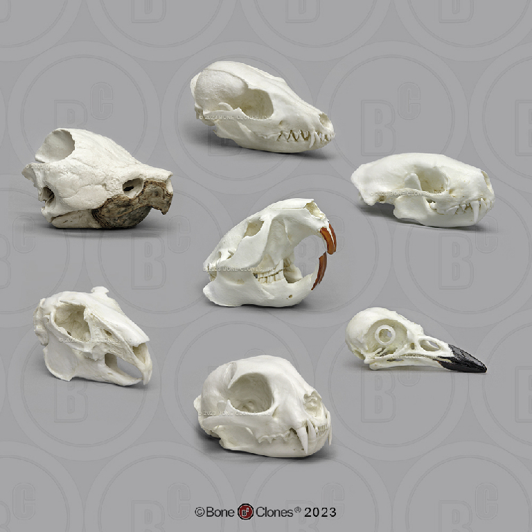 BoneClones® Comparative Skulls