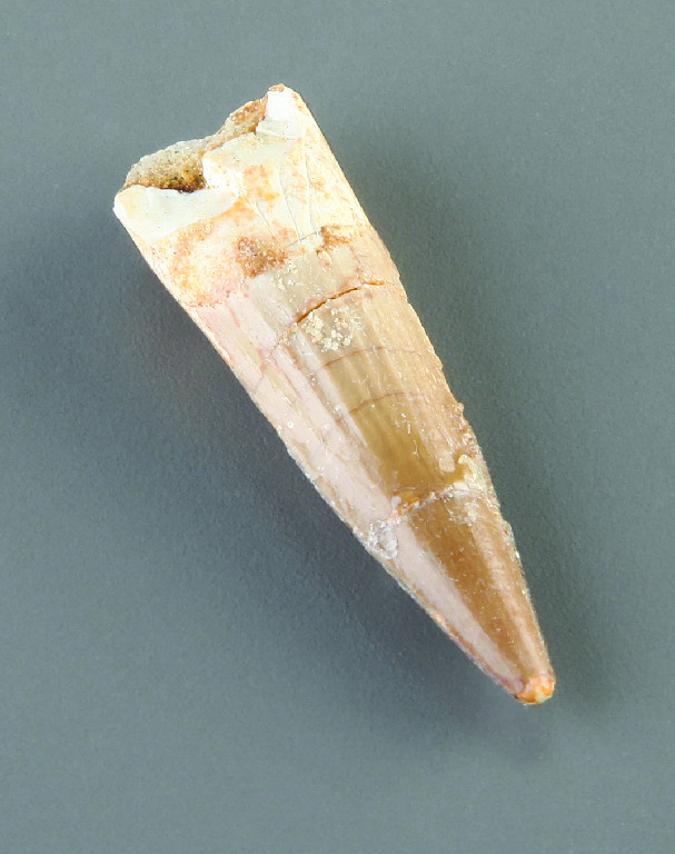 pinosaurus sp. (Cretaceous) Fossil Specimen