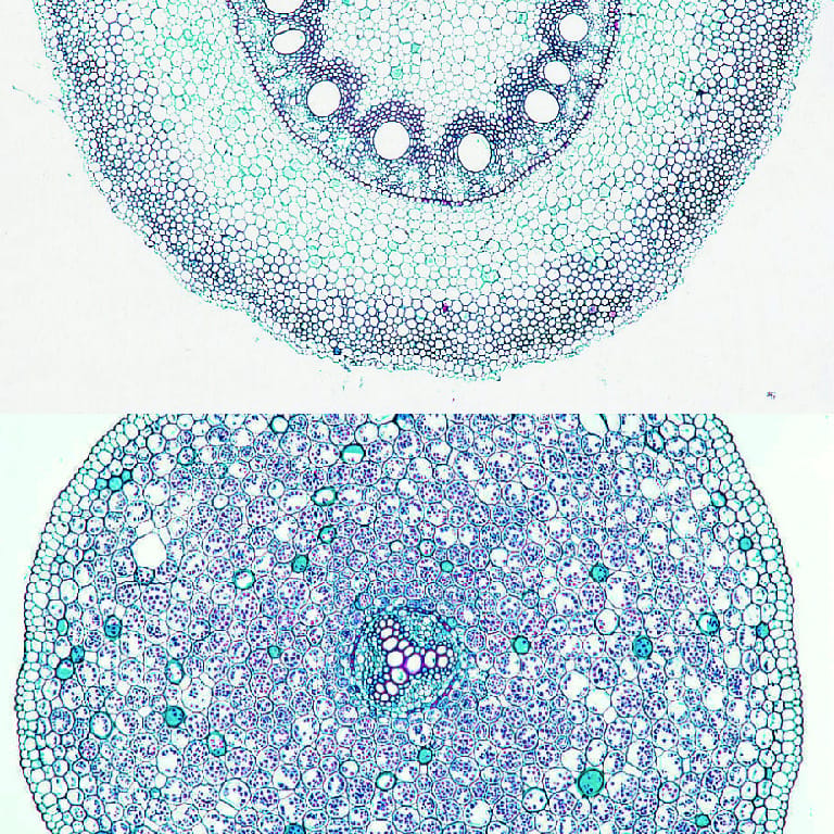 Ward's® Plant Comparison Slides